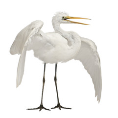 Obraz premium Czapla biała lub czapla biała lub czapla biała, Ardea alba