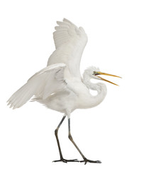 Great Egret or Great White Egret or Common Egret, Ardea alba