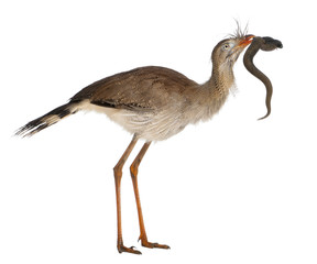 Red-legged Seriema or Crested Cariama, Cariama cristata