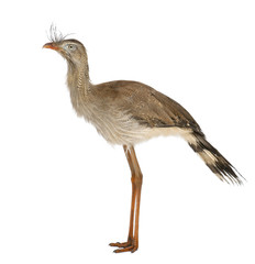 Fototapeta premium Red-legged Seriema or Crested Cariama, Cariama cristata