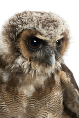 Close up of Brown Wood Owl, Strix leptogrammica