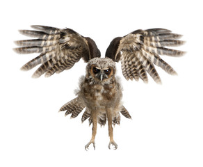Portrait of Brown Wood Owl, Strix leptogrammica, flying