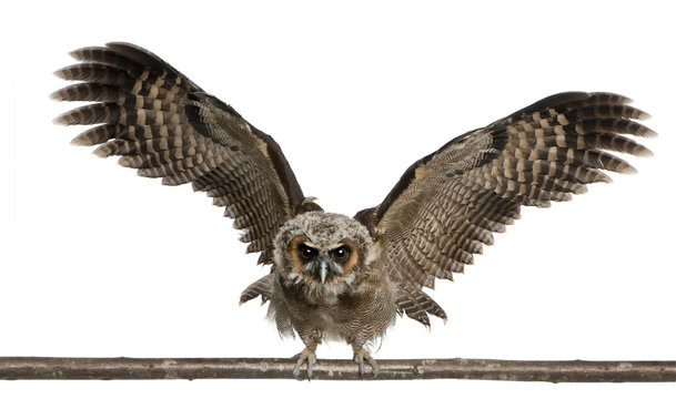 Portrait of Brown Wood Owl, Strix leptogrammica, flying