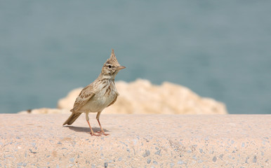 A beautiful crested lark in Bahrain