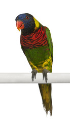 Portrait of Ornate Lorikeet, Trichoglossus ornatus, a parrot © Eric Isselée