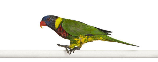 Ornate Lorikeet, Trichoglossus ornatus, a parrot © Eric Isselée