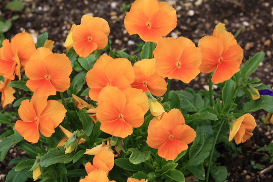 Fototapeta Parterre de fleurs jaune violette rouge verte orange