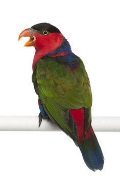 Ornate Lorikeet, Trichoglossus ornatus, a parrot