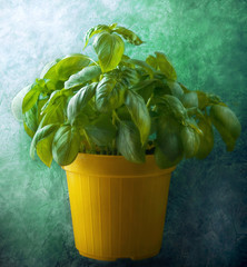 Basilico in vaso - Ocimum basilicum