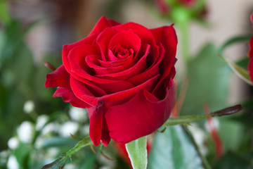 red rose
