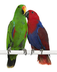 Obraz premium Male and Female Eclectus Parrots, Eclectus roratus