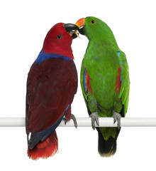 Fototapeta premium Male and Female Eclectus Parrots, Eclectus roratus