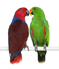 Male and Female Eclectus Parrots, Eclectus roratus
