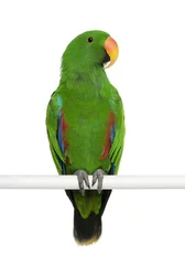  Male Eclectus Parrot, Eclectus roratus © Eric Isselée