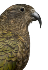 Portrait of Kea, Nestor notabilis
