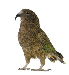 Kea, Nestor notabilis, a parrot
