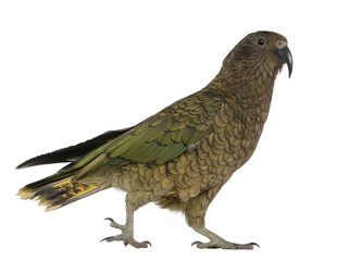 Naklejka premium Kea, Nestor notabilis, a parrot