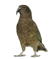 Kea, Nestor notabilis, a parrot