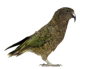 Kea, Nestor notabilis, a parrot, standing