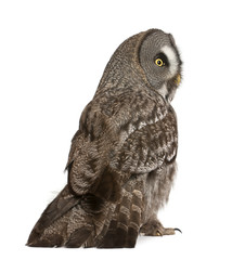 Great Grey Owl or Lapland Owl, Strix nebulosa, a very large owl