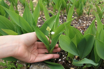 Une main une personne qui cueille cueillir du muguet