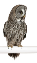Great Grey Owl or Lapland Owl, Strix nebulosa, a very large owl