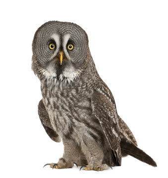 Portrait of Great Grey Owl or Lapland Owl, Strix nebulosa © Eric Isselée