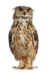 Portrait of Eurasian Eagle-Owl, Bubo bubo - obrazy, fototapety, plakaty