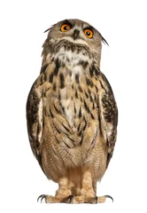 Crédence de cuisine en verre imprimé Hibou Portrait d& 39 Eurasian Eagle-Owl, Bubo bubo