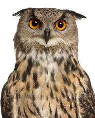 Naklejka premium Portrait of Eurasian Eagle-Owl, Bubo bubo