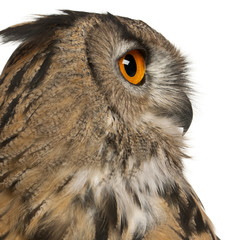 Close up of Eurasian Eagle-Owl, Bubo bubo