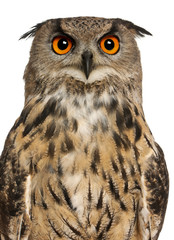 Portrait of Eurasian Eagle-Owl, Bubo bubo