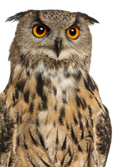 Portrait of Eurasian Eagle-Owl, Bubo bubo