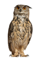 Portrait of Eurasian Eagle-Owl, Bubo bubo