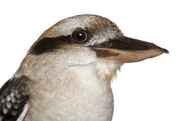 Laughing Kookaburra, Dacelo novaeguineae