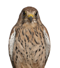 Portrait of Common Kestrel, Falco tinnunculus