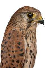 Close up of Common Kestrel, Falco tinnunculus