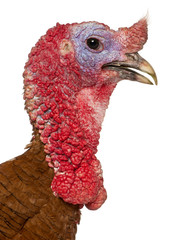 Portrait of Dindon Rouge des Ardennes turkey