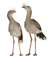 Male and Female Red-legged Seriema or Crested Cariama