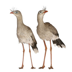 Obraz premium Male and Female Red-legged Seriema or Crested Cariama
