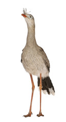 Obraz premium Red-legged Seriema or Crested Cariama, Cariama cristata