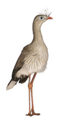 Red-legged Seriema or Crested Cariama, Cariama cristata