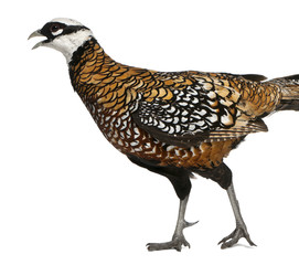 Male Reeves's Pheasant, Syrmaticus reevesii