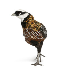 Male Reeves's Pheasant, Syrmaticus reevesii