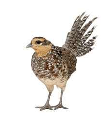 Female Reeves's Pheasant, Syrmaticus reevesii
