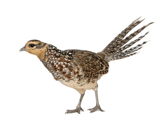 Female Reeves's Pheasant, Syrmaticus reevesii