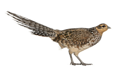 Female Reeves's Pheasant, Syrmaticus reevesii