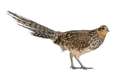 Portrait of Female Reeves's Pheasant, Syrmaticus reevesii