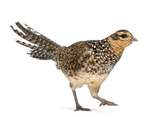 Female Reeves's Pheasant, Syrmaticus reevesii
