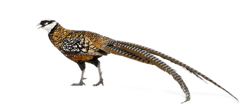 Male Reeves's Pheasant, Syrmaticus Reevesii